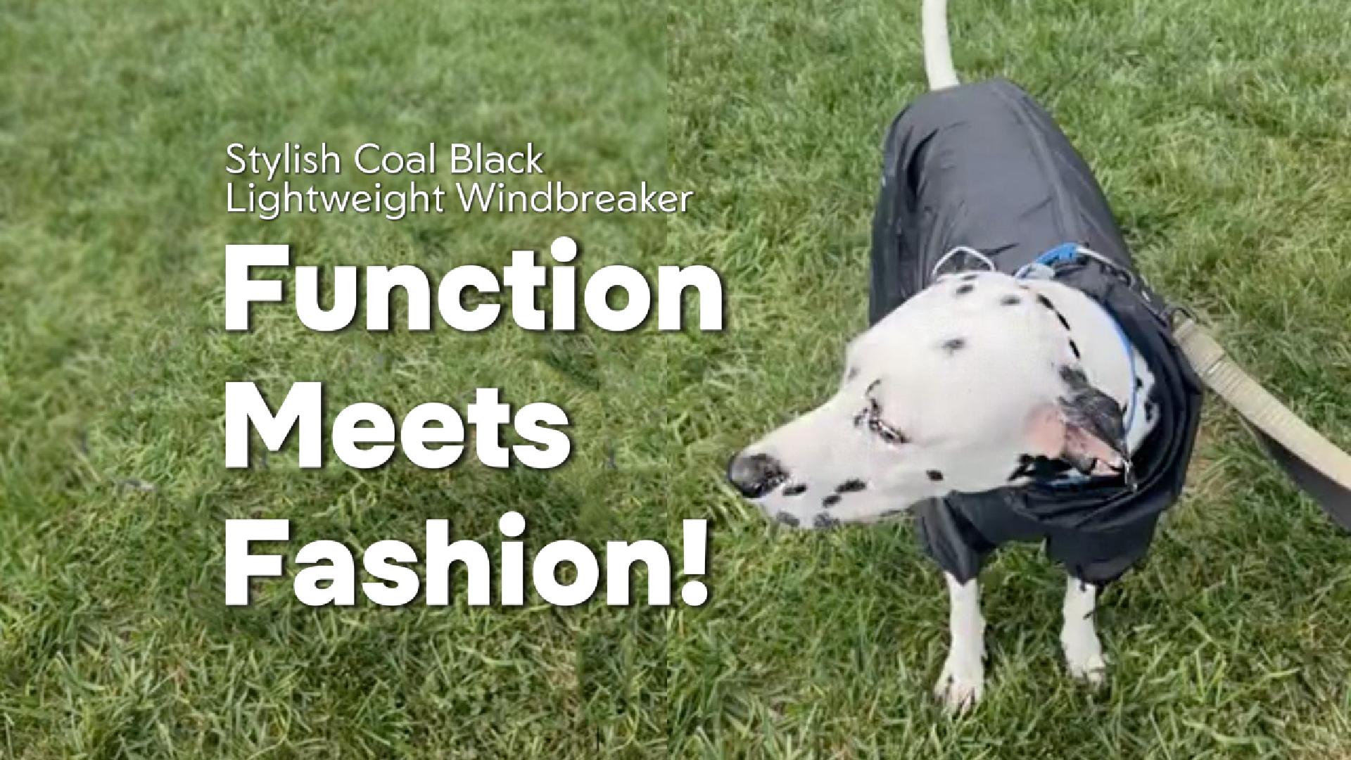 Dashing Dalmatian Unboxes Stylish Coal Black Windbreaker | Function Meets Fashion!