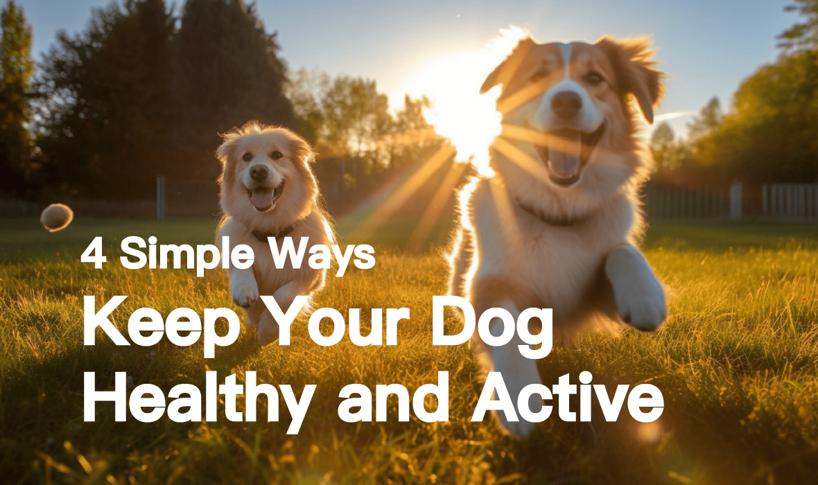 4 Simple Ways to Keep Your Dog Healthy and Active