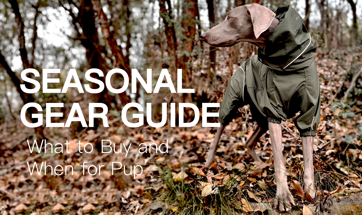 Seasonal Gear Guide: What to Buy and When for Pup