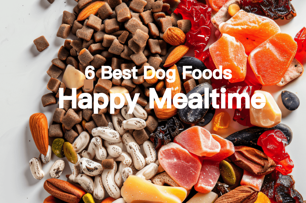 6 Best Dog Foods for a Happy Mealtime