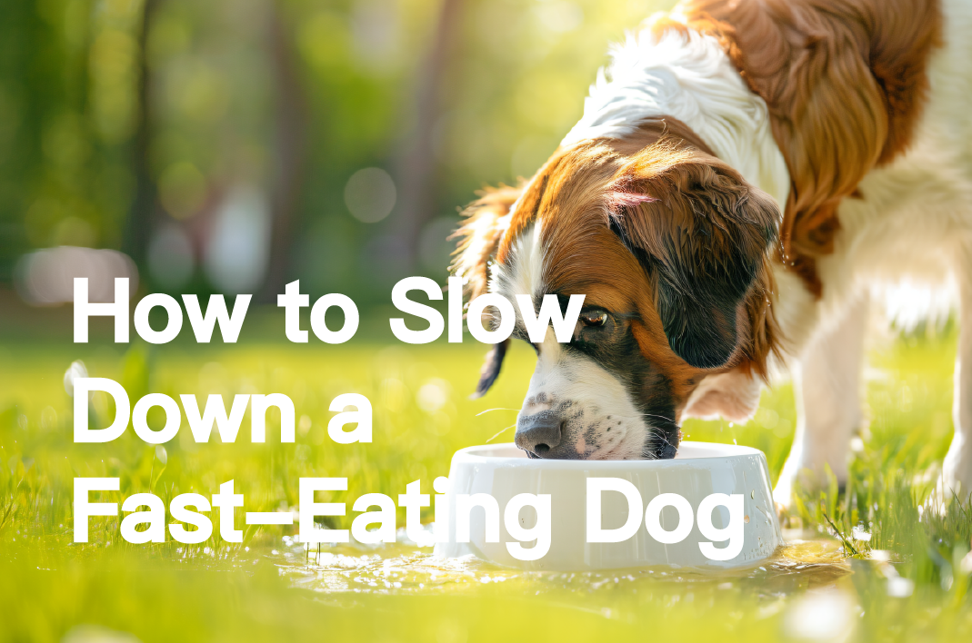 How to Slow Down a Fast-Eating Dog: 3 Proven Tips to Improve Mealtime!