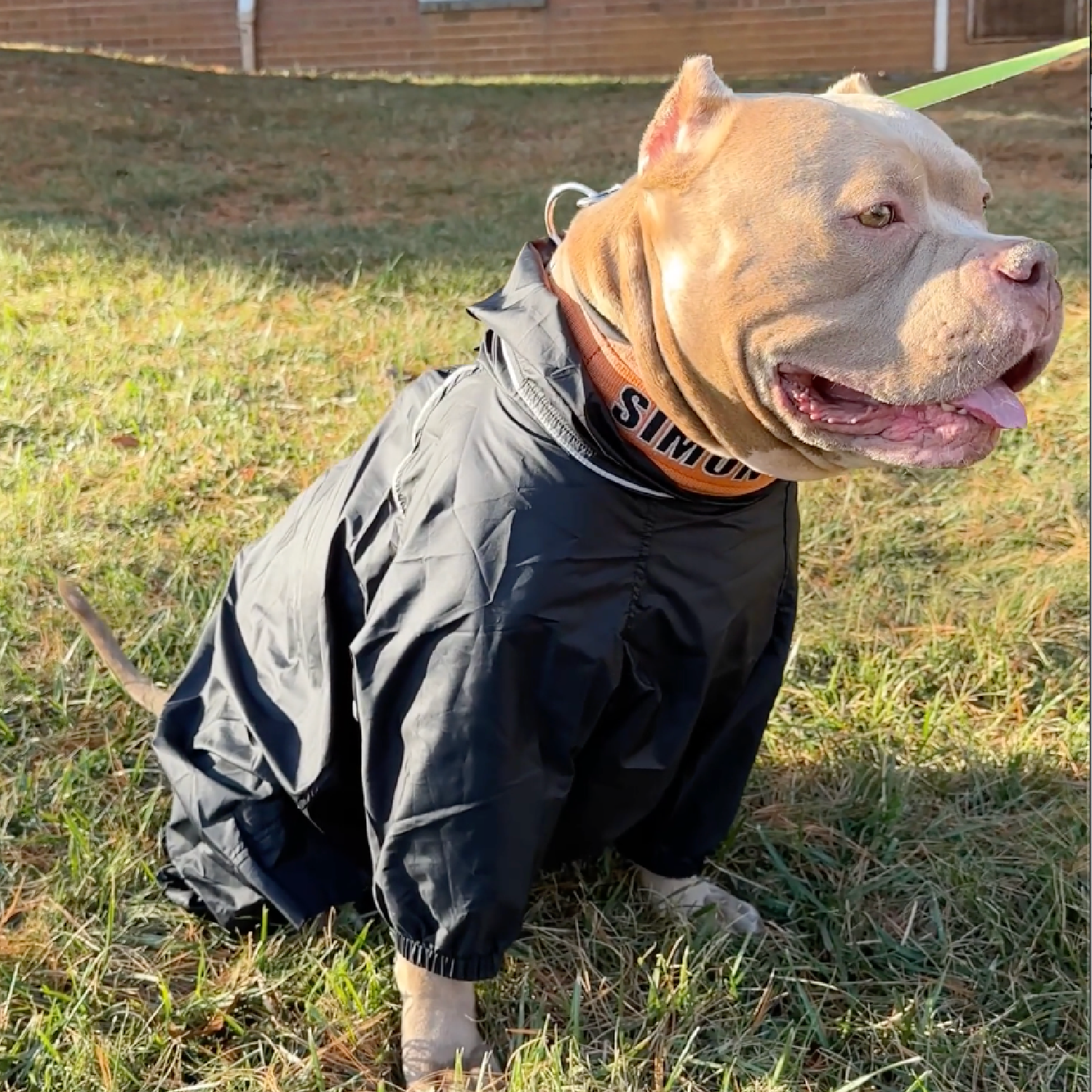 How a Happy Dog Makes a Happier Owner