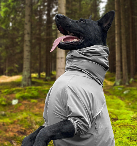 How to Choose the Right Outdoor Gear for Your Dog - PETT2GO