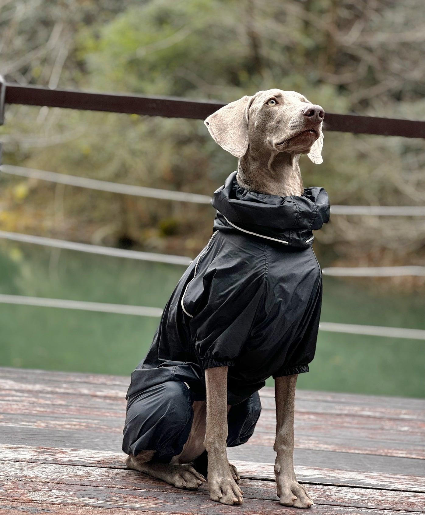 Dog Lightweight Windbreaker - PETT2GO